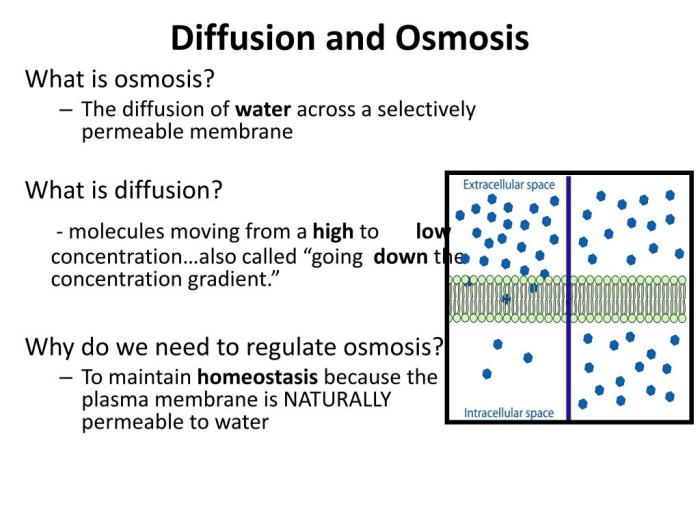 Chapter review diffusion and osmosis