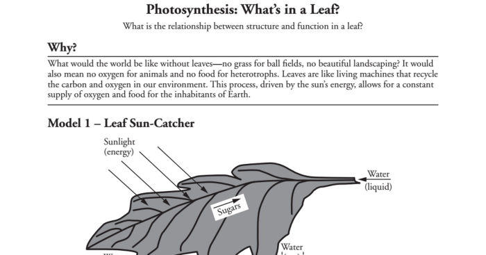 Photosynthesis what is a leaf answer key