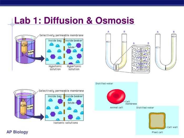 Chapter review diffusion and osmosis