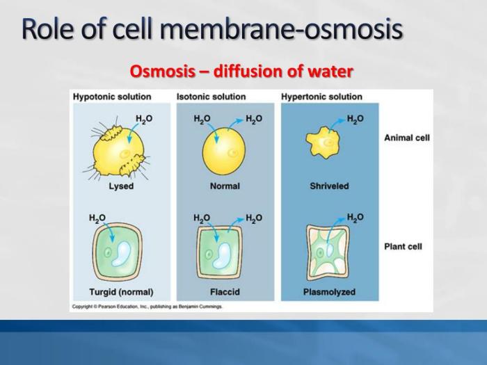 Chapter review diffusion and osmosis