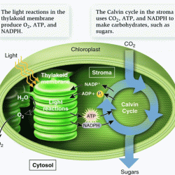 Photosynthesis what is a leaf answer key