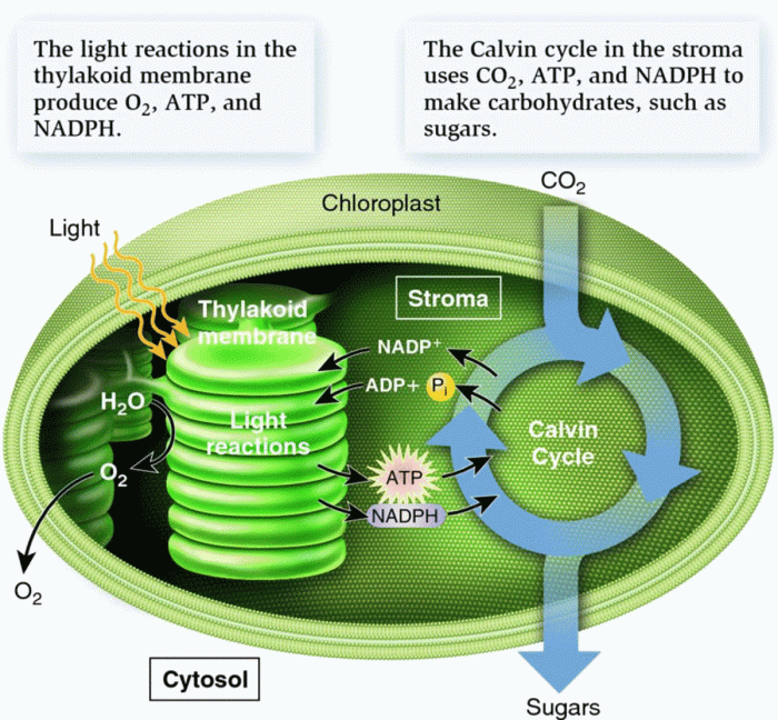 Photosynthesis what is a leaf answer key