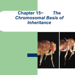 Chapter 15 the chromosomal basis of inheritance