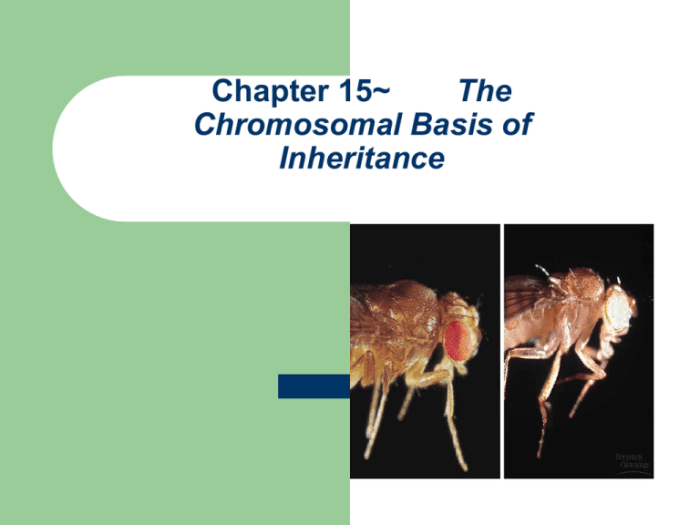 Chapter 15 the chromosomal basis of inheritance