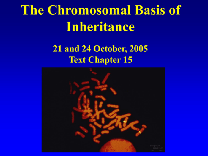 Inheritance worksheet chapter chromosomal mendelian genetics exceptions