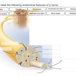 Label anatomical following correctly features spinal cord column posterior mater anterior ganglion solved pia dura lateral nerve transcribed text show