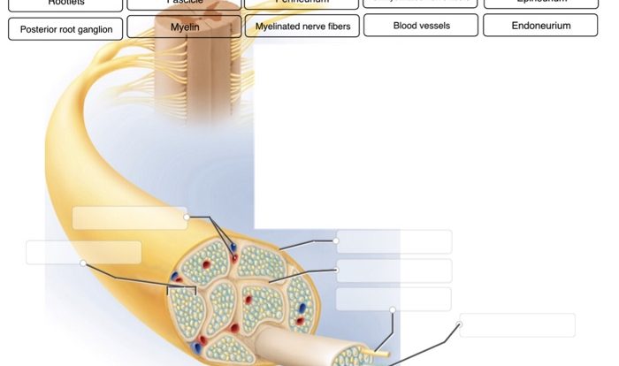 Label anatomical following correctly features spinal cord column posterior mater anterior ganglion solved pia dura lateral nerve transcribed text show