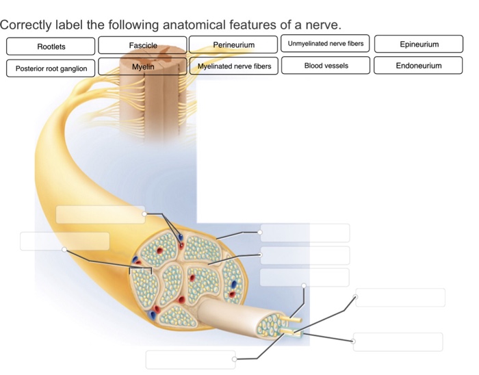 Label anatomical following correctly features spinal cord column posterior mater anterior ganglion solved pia dura lateral nerve transcribed text show