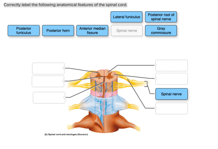 Correctly label the following anatomical features of a nerve