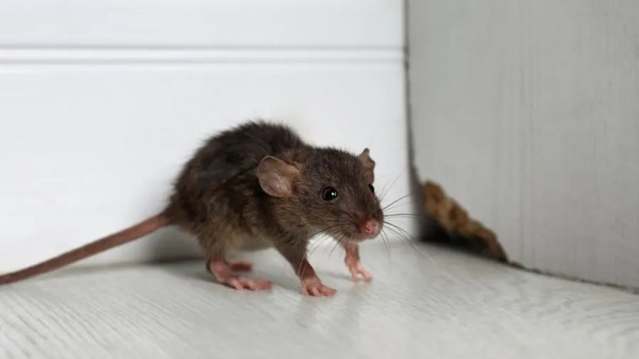 An operation can help eliminate insects and rodents by servsafe