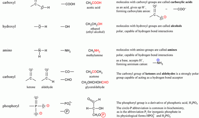 Biochemistry functional groups the scariest worksheet ever