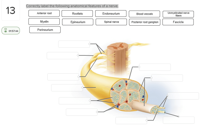 Correctly label the following anatomical features of a nerve